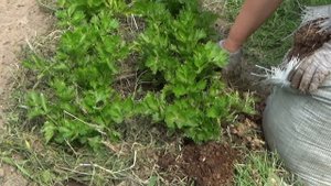 Какой сорт черешкового сельдерея выбрать. Особенности ухода за разными сортами по опыту прошлых лет