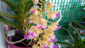 Обзор Цветение Орхидеи Эридес Улле! Очень ароматная орхидея!