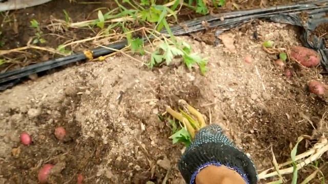 Как копала красную картошку 2020 смотреть онлайн