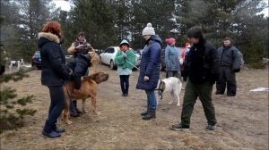 Южноафриканский бурбуль Тоша - охранная собака в социуме