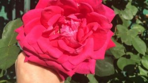 Цветение лилий и лилейников в моем саду в июле. Не много, но ярко!