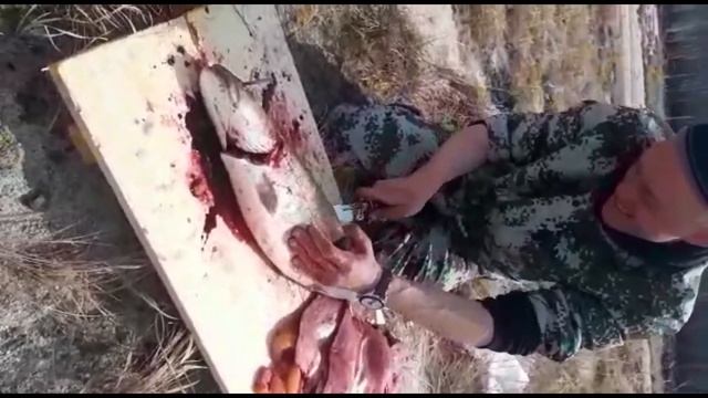Разделка щуки и тайменя (подготовка рыбы к засолки и копчению)