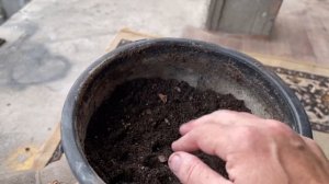 Нарциссы подаренные в горшке на 8 марта. Осенняя посадка луковиц нарциссов в горшок.