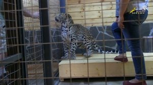 Леопард, дрессировка, отработка укладки