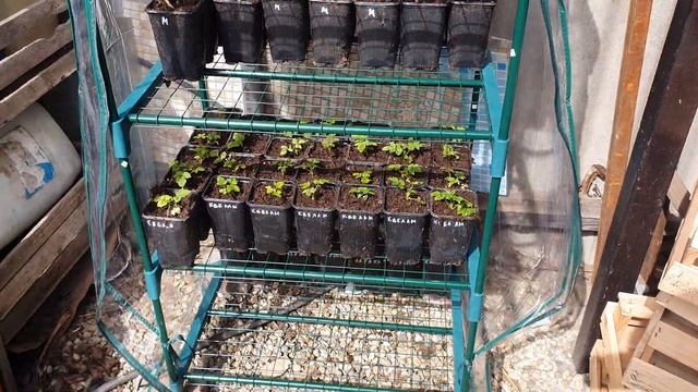 Парник для рассады из Леруа смотреть онлайн