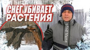 МНОГО СНЕГА ЭТО ПЛОХО ИЛИ КАК СНЕГ УБИВАЕТ РАСТЕНИЯ И ТЕПЛИЦЫ