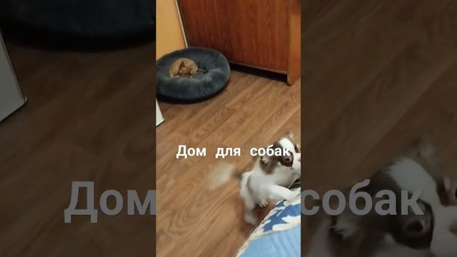 #щенкичихуахуа #чихуахуа #милыесобачки #собачьяжизнь