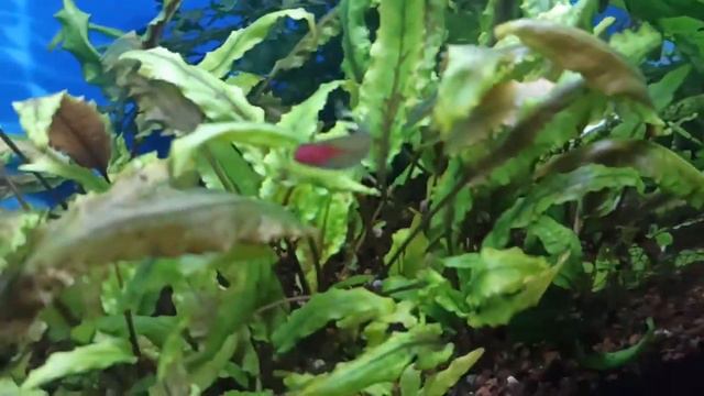 Мой 100 л аквариум/Рыбки и растения в моем аквариуме/My 100 l tank with fish and plants смотреть онлайн