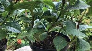 Великолиста гортензія Red Beauty