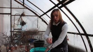 Мастер класс. Выгонка веток деревьев и кустарников. Урок 7.