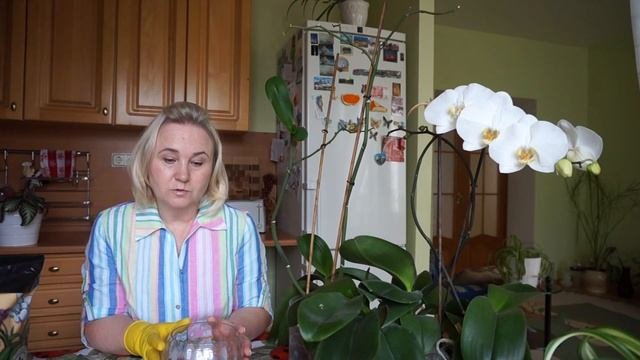 Размножение орхидей. Секрет успешного размножения орхидей!
