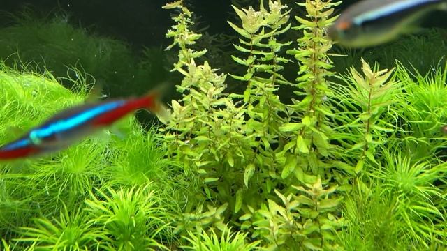 Тонина речная (Tonina fluviatilis) условия выращивания в моем аквариуме. Флувиатилис.