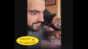 Смешные коты и собаки. Залипательно ?))