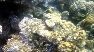 Жизнь коралловых полипов