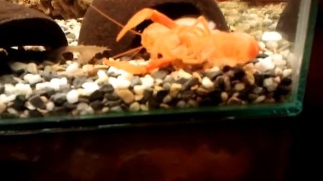 Линька рака неона смотреть онлайн