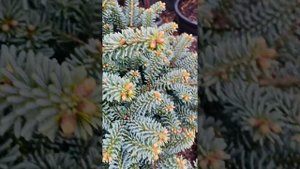 Адрес питомника и условия приобретения растений , в комментариях