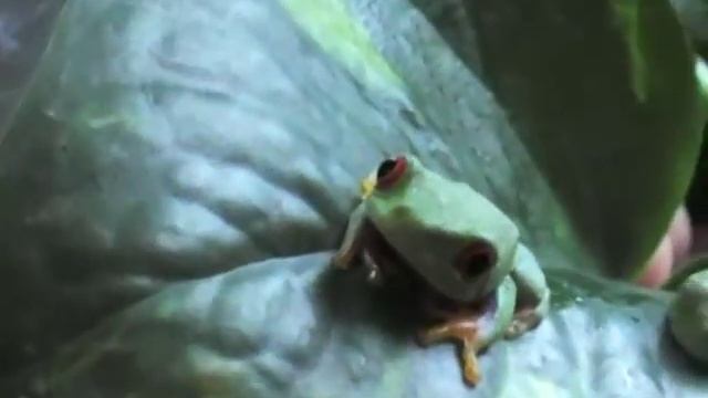 Мои питомцы - красноглазые квакши смотреть онлайн