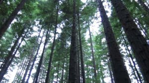 Сказочный лес!!!😳😱🥰