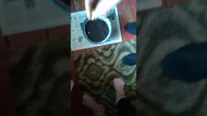 Как посадить бобы