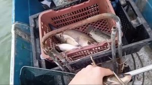 Сомики клюют всегда! Ловля канального сомика на драголины