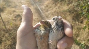 Ловля садовой овсянки. Чечевица, садовая овсянка, варакушка, желчная овсянка лесной конёк. И мелочь