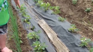 Выращивание клубники. Меньше хлопот, больше ягод.