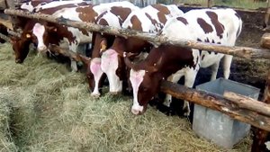 АЙРШИРЫ нетели / АЙРШИРСКАЯ Порода коров