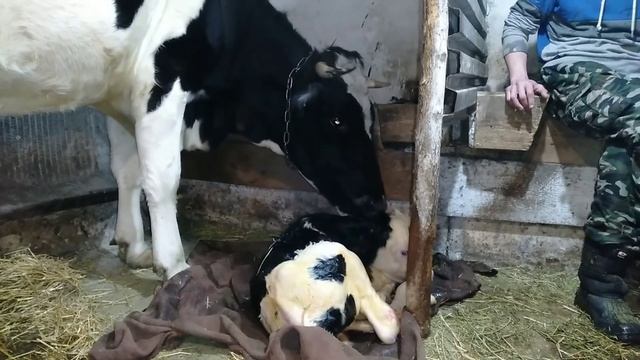 Принимаем отёл у коровы.Первое доение и кормления телят, малышей теперь двое. смотреть онлайн