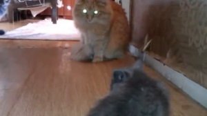 Маленький серый кошк 2