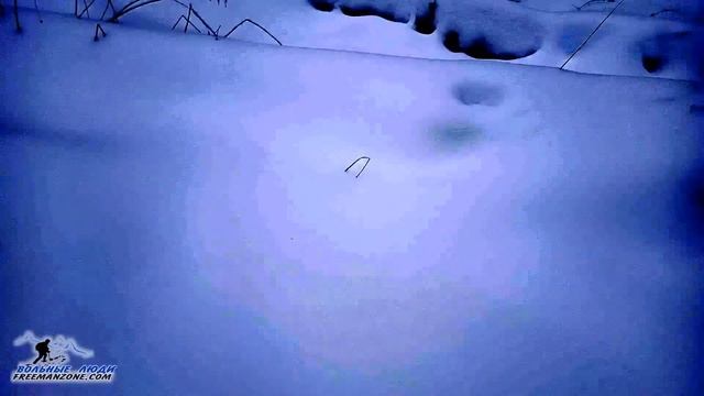 ВЫСЛЕЖИВАНИЕ КРОЛИКОВ В ЛЕСУ Реальная охота с арбалета на лису Изготовление "пуховой подушки - анон смотреть онлайн