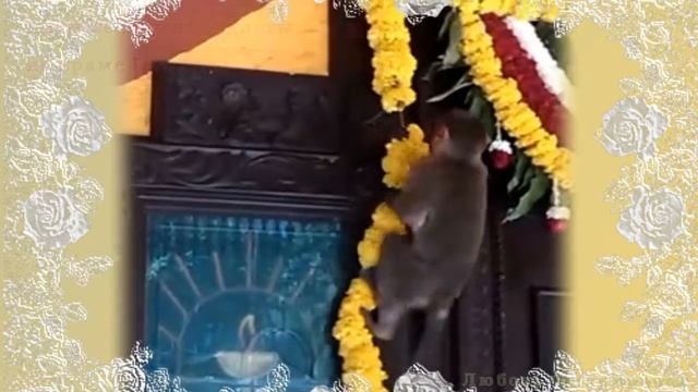 Обезьянки на празднике в Индии смотреть онлайн