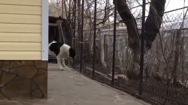 Сабака алабай самий лучший в мире смотреть онлайн