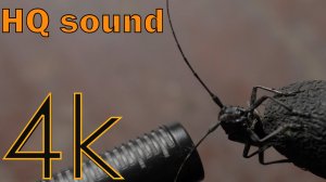 Не трожь меня! (HQ sound)