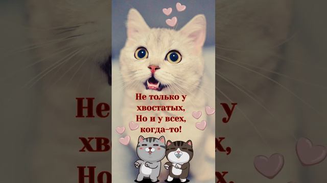 С днём кошек! 8 августа