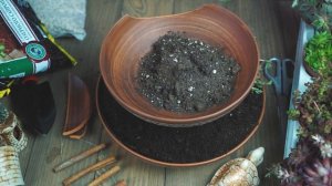 Прекрасная композиция из суккулентов ✔️ Оформление посуды мини сад своими руками