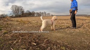 Lagotto romagnolo puppy - shaping retrieving