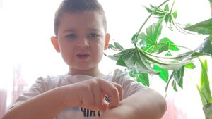 сальпуга: родственник пауков