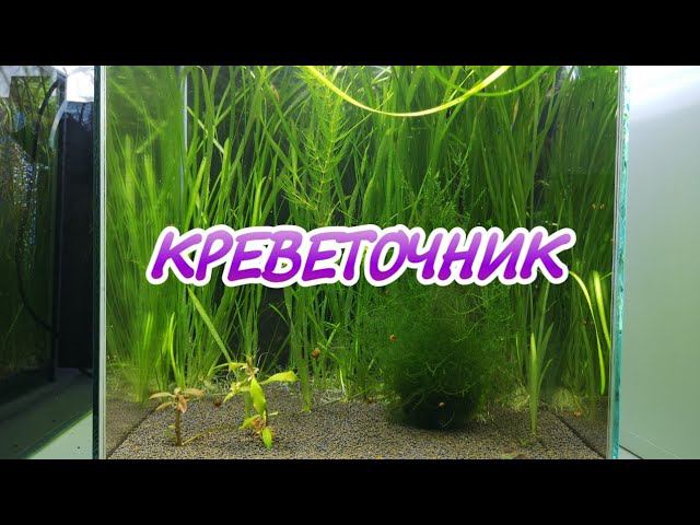 КРЕВЕТКИ ЧЕРРИ. СОДЕРЖАНИЕ В ДОМАШНИХ УСЛОВИЯХ. КРЕВЕТОЧНИК 30 ЛИТРОВ смотреть онлайн