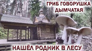 ❗НАШЁЛ РОДНИК В ЛЕСУ. ?ГРИБ ГОВОРУШКА ДЫМЧАТАЯ ?ПРОБУЮ, ЗАШЛО.!  Грибы 2022