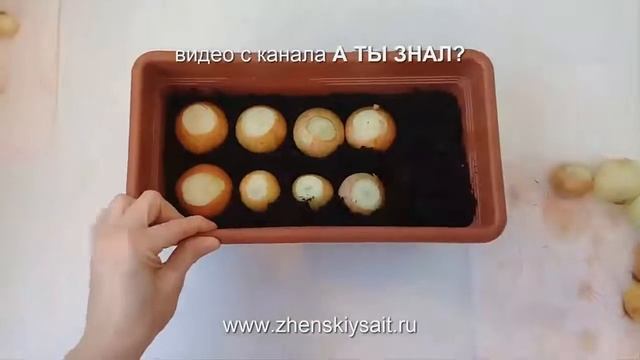 ЗЕЛЕНЫЙ ЛУК . Выращивание на подоконнике лука на перо.