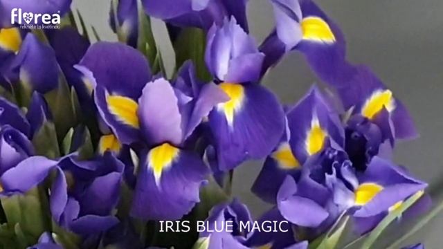 IRIS BLUE MAGIC - Florea.cz смотреть онлайн