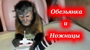 Обезьянка и ножницы!