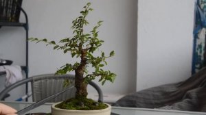 Обновление Бонсай вяз мелколистный. Пересадка и подрезка Ulmus Parvifolia