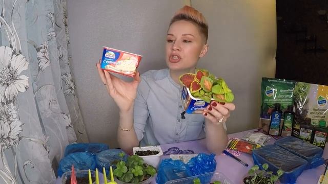 КОЛЕУС. РАССАДА КОЛЕУСА ГОТОВА К ПИКИРОВКЕ. 2020