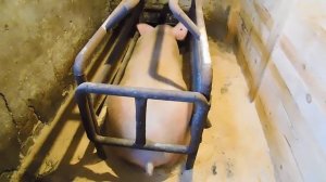 СВИНОВОДСТВО?: ПРИБЫЛЬНЫЙ БИЗНЕС?ИЛИ ПУСТАЯ ТРАТА ВРЕМЕНИ??СВИНОМАТКИ И ПОРОСЯТА?