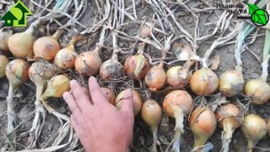 Лук из чернушки без рассады. Будет долго храниться, если УБРАТЬ и ПОДГОТОВИТЬ его именно ТАК!