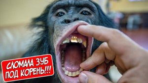 ЧТО ДЕЛАТЬ? Шимпанзе Боня СЛОМАЛА ЗУБ под корень!
