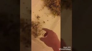 Улитки Ахатины. Замена подстилки, мох сфагнум, кормим улиток))))