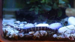 Это червяк или рыбка?Акантофтальмус Кюля....