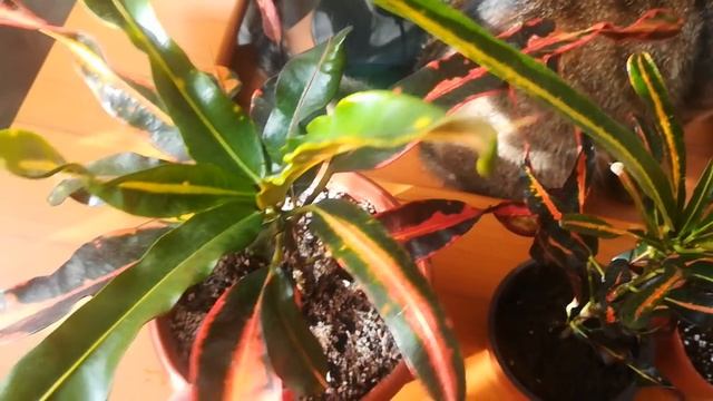 Мои новинки - кротон Red Banana и аглаонема Pink Valentino смотреть онлайн